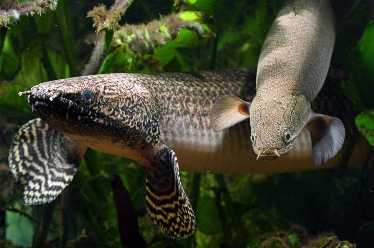 Ornate Bichir