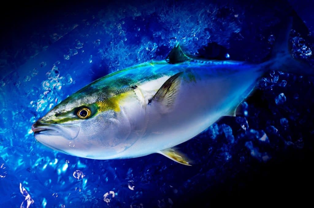 The appearance of yellowtail amberjack swimming in the sea. Yellowtail inhabits the waters where the Pacific Ocean and the Kuroshio Current collide with each other, and is caught on average throughout the year
