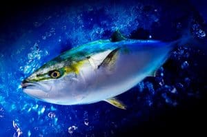 The appearance of yellowtail amberjack swimming in the sea. Yellowtail inhabits the waters where the Pacific Ocean and the Kuroshio Current collide with each other, and is caught on average throughout the year