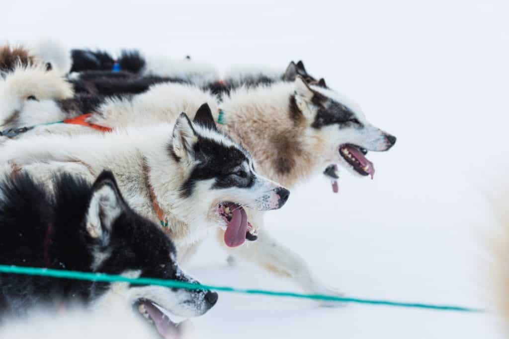 Husky dogs running on frozen sea pulling a sledge