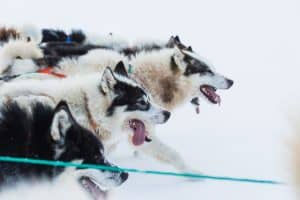 Husky dogs running on frozen sea pulling a sledge