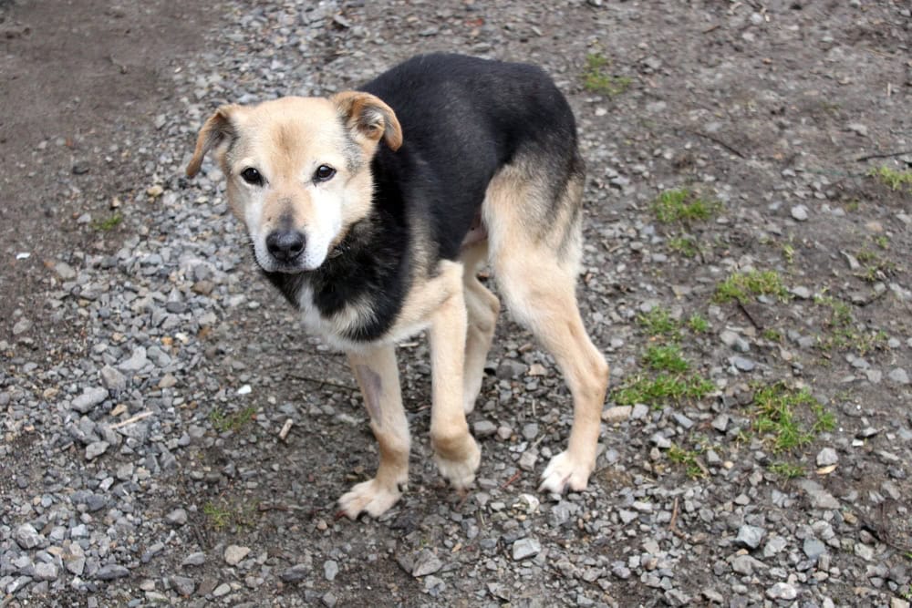 A poor, emaciated and skinny homeless dog. He is huddled together from fear and the cold. He has a sick spine. He is a small, gentle mutt of average beauty.