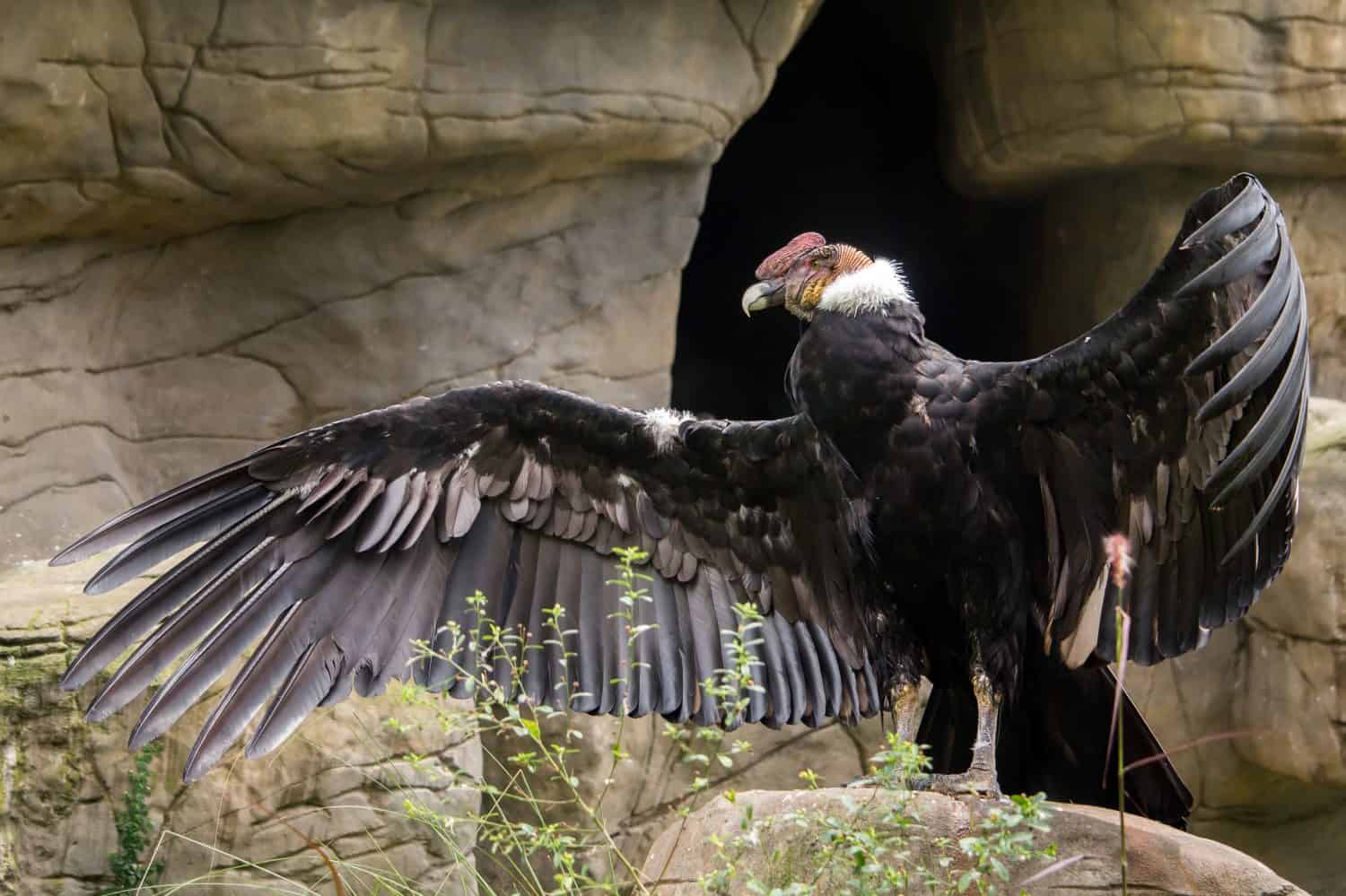Andean condor with open wings in captivity