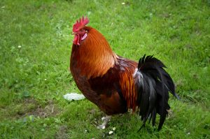 Rhode Island Red rooster with brown and black plumage