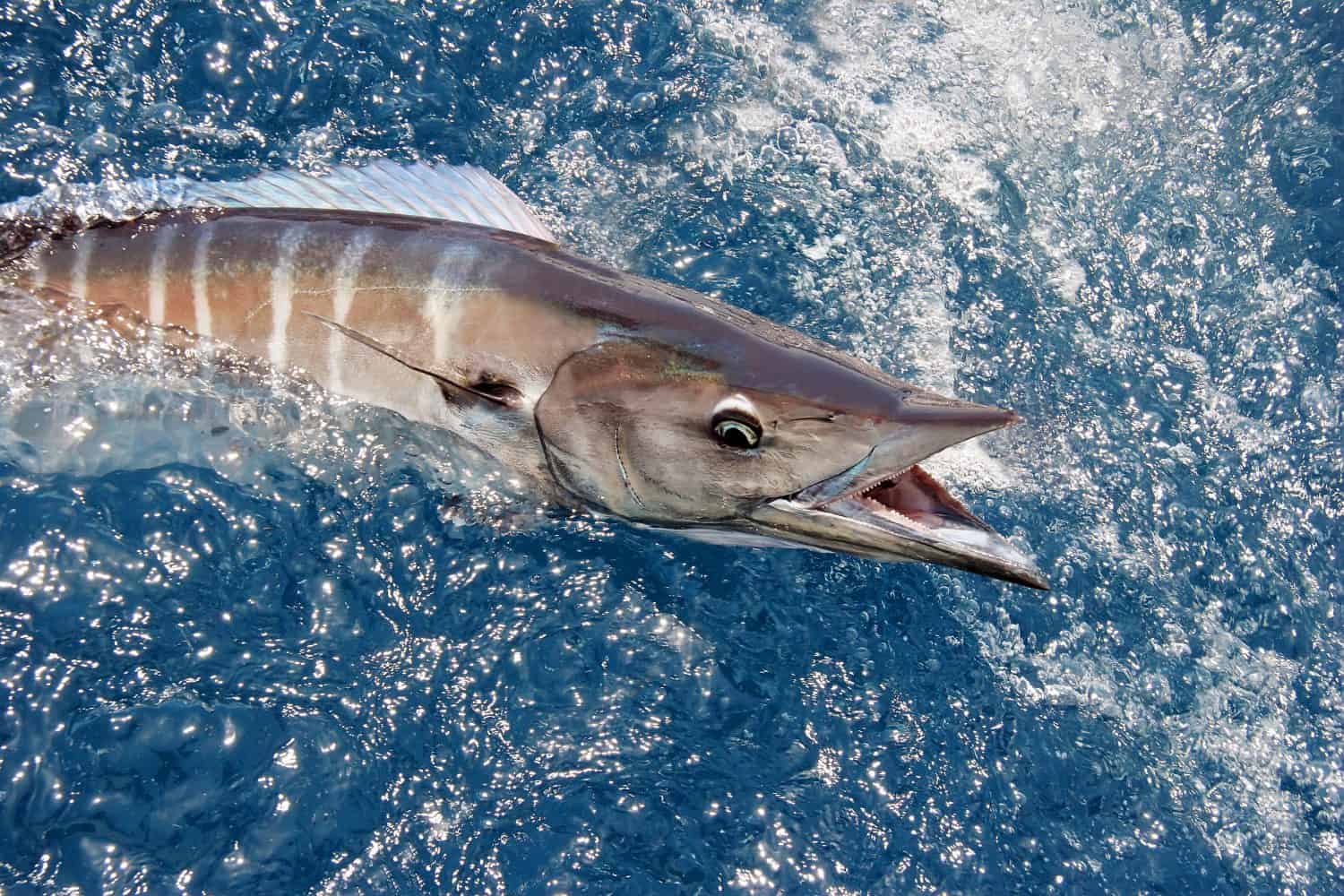Beautiful Wahoo fish on Andaman Islands sport fishingAcanthocybium solandri