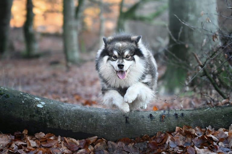 Finnish Lapphund