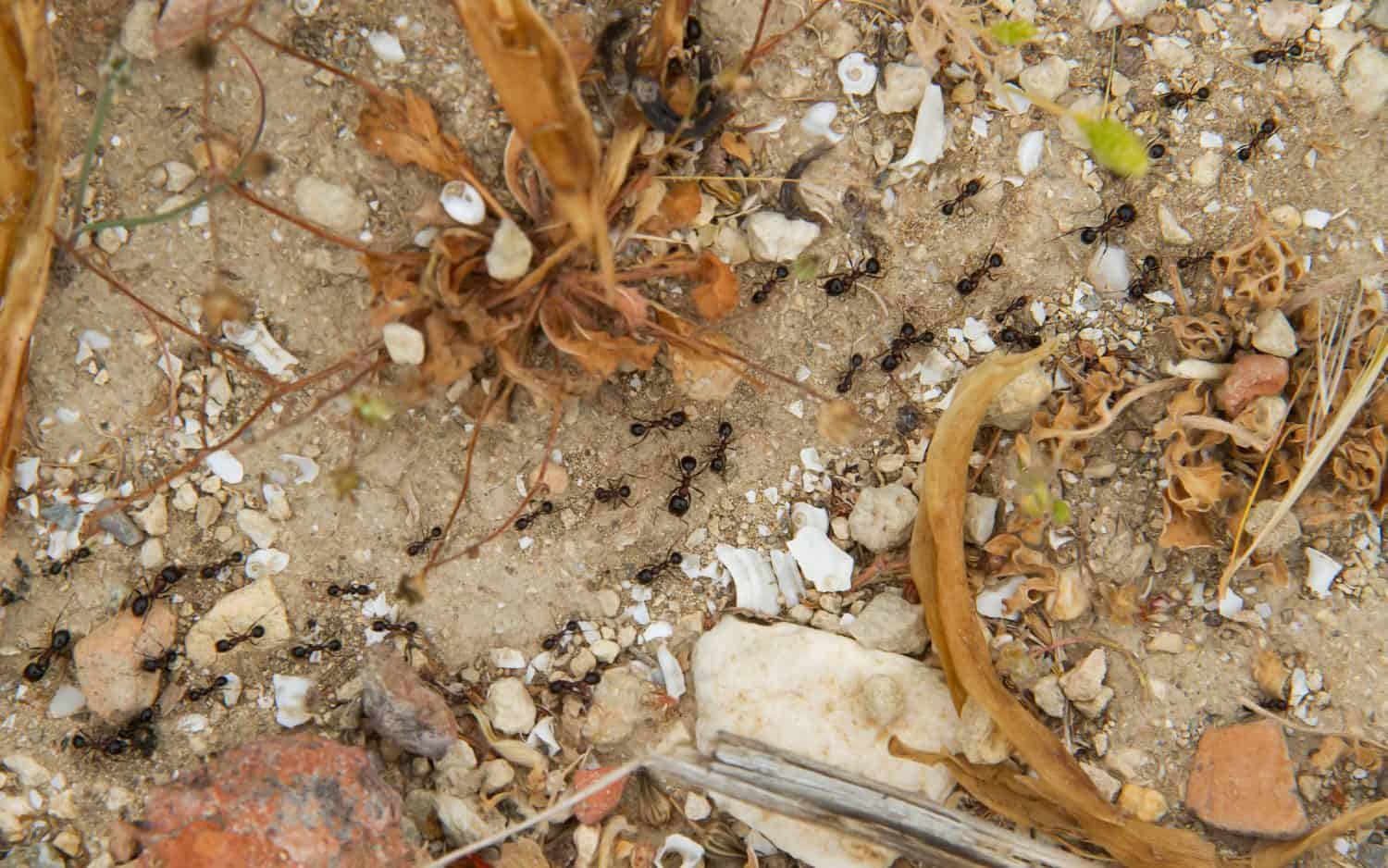 Several ants following an ant pathway between sand, stones and wilted plants