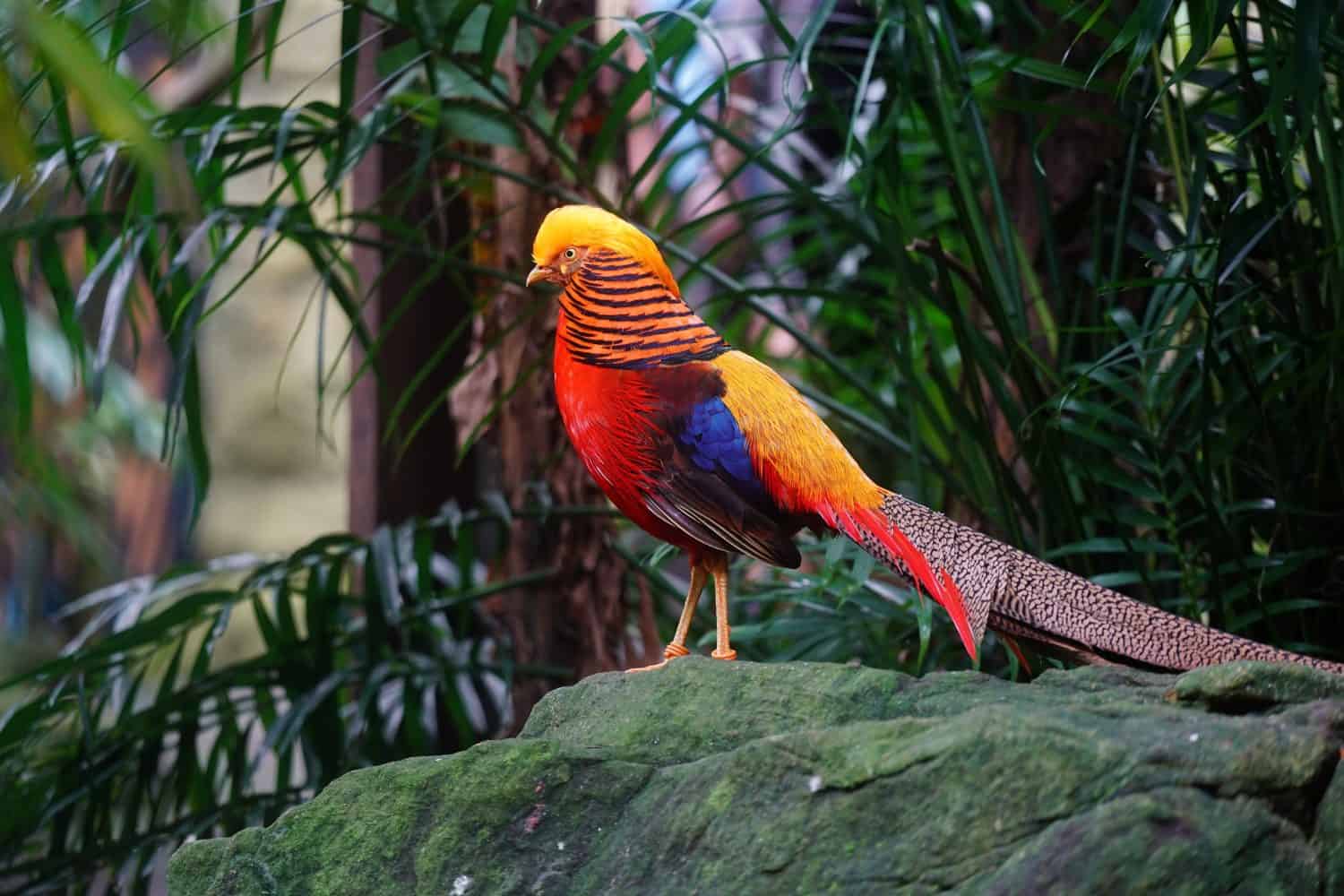 A beautiful tropical golden pheasant bird in a zoo