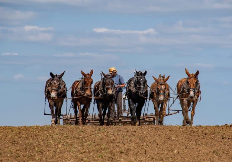 An Amish 6 mule tea crests a field while breaking up the plowed ground.