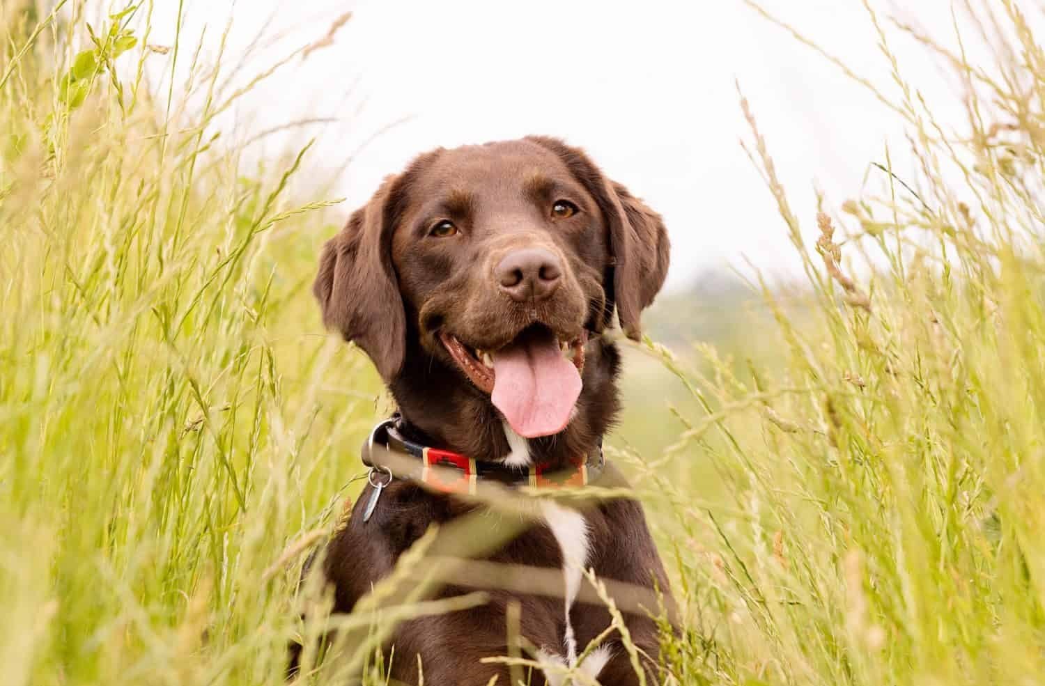 Springador Dog Breed Complete Guide - A-Z Animals