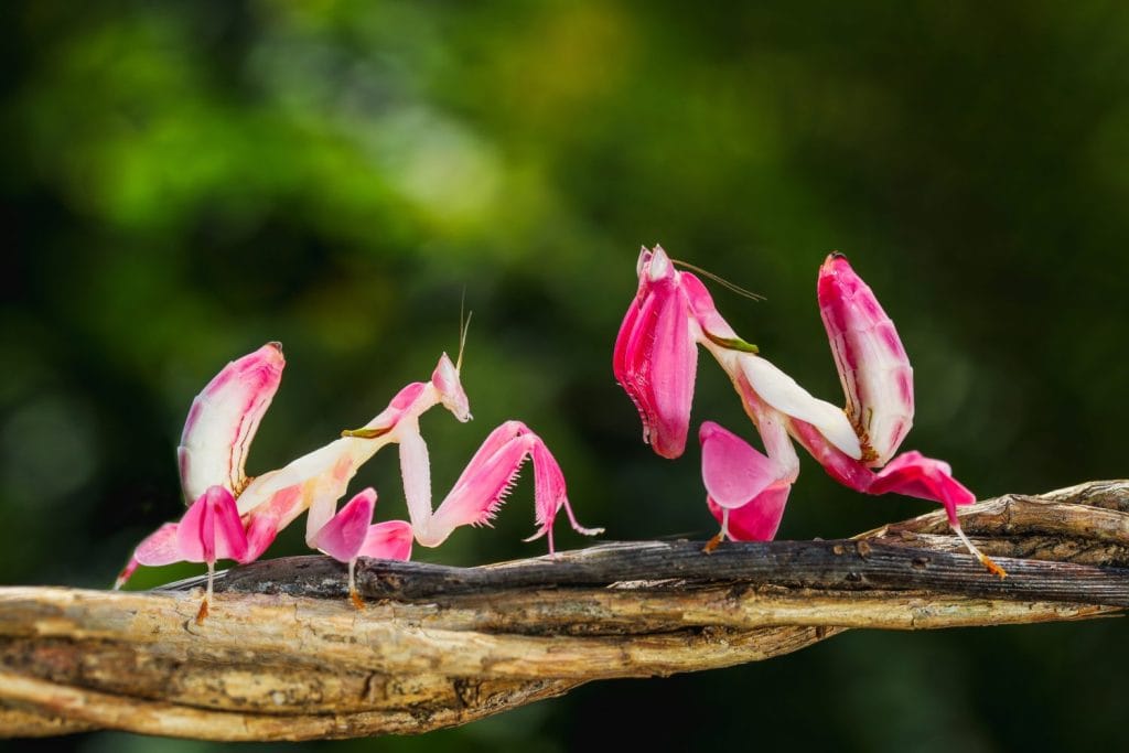 Orchid mantis, Pink orchid mantis, Hymenopus coronatus