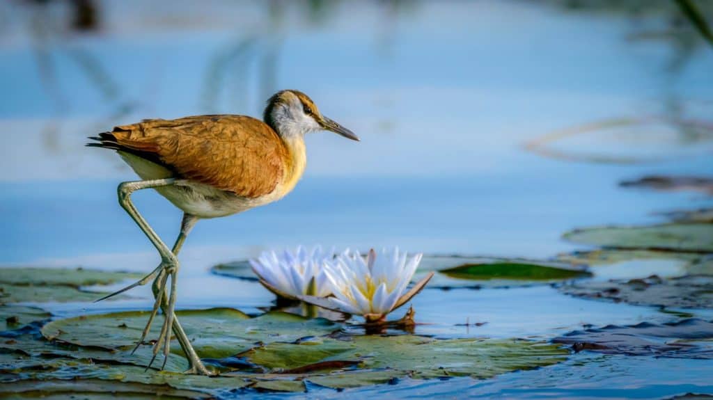 African jacana (Actophilornis africanus) juvenile. Okavango Delta. Botswana