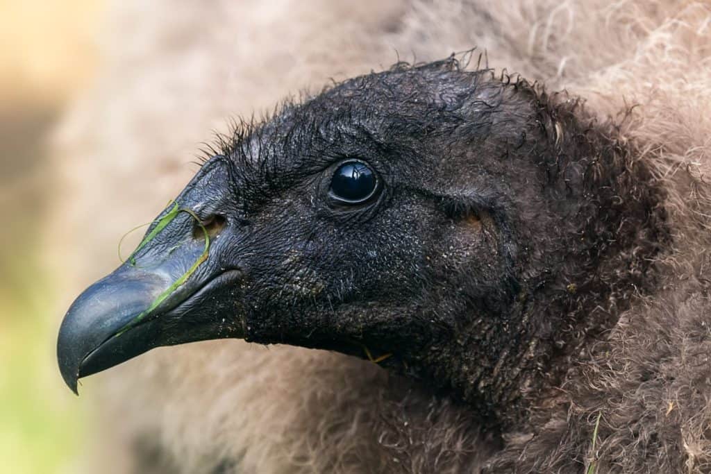 Close-up portrait of a young Andean Condor