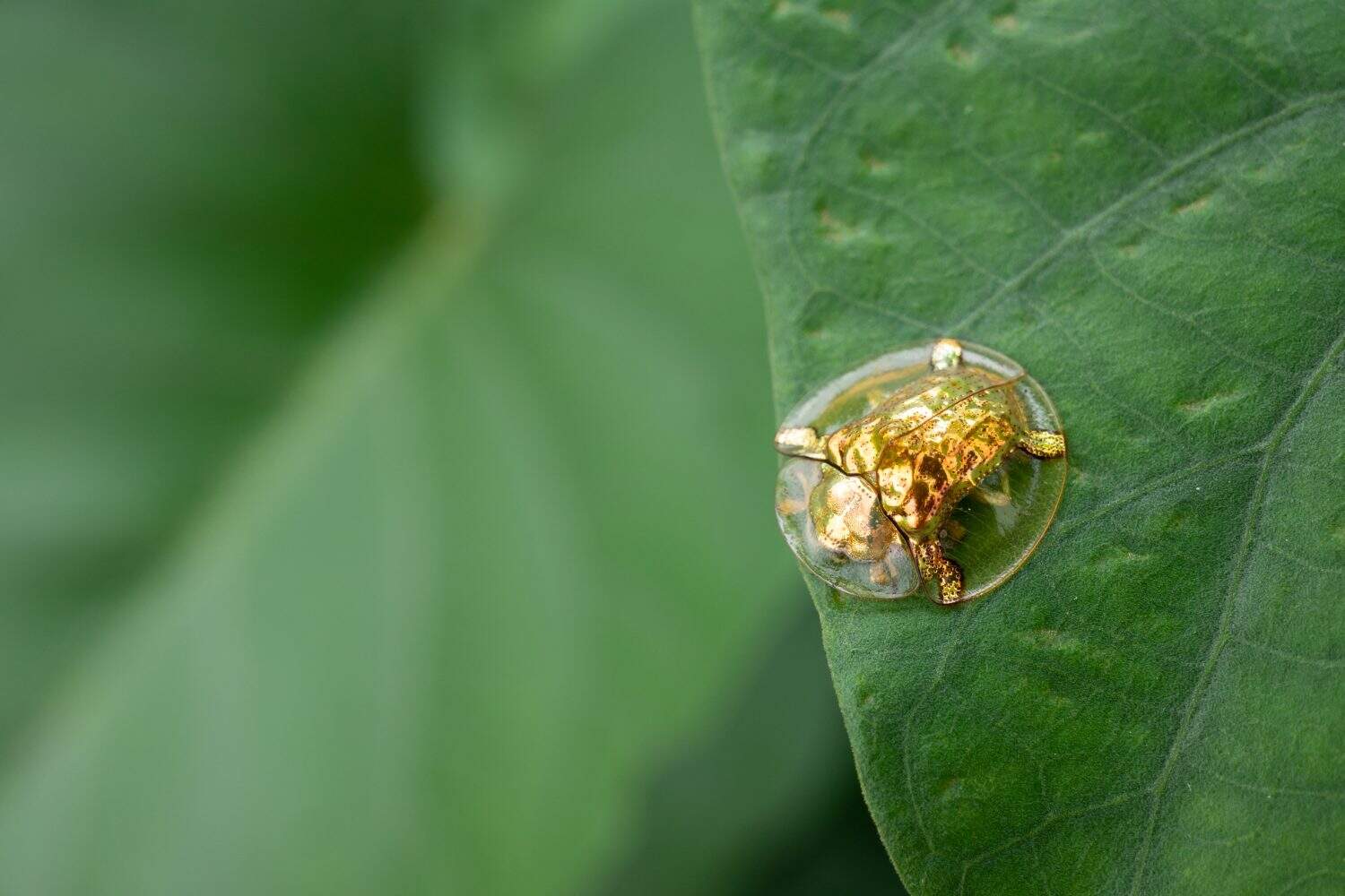 Charidotella sexpunctata is a species of insect that belongs to the leaf beetle family or Chrysomelidae. They are nicknamed the golden tortoise beetle because of their transparent shell