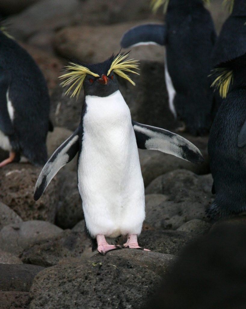 Northern Rockhopper Penguin (Eudyptes moseleyi) on the beach of Gough Island.