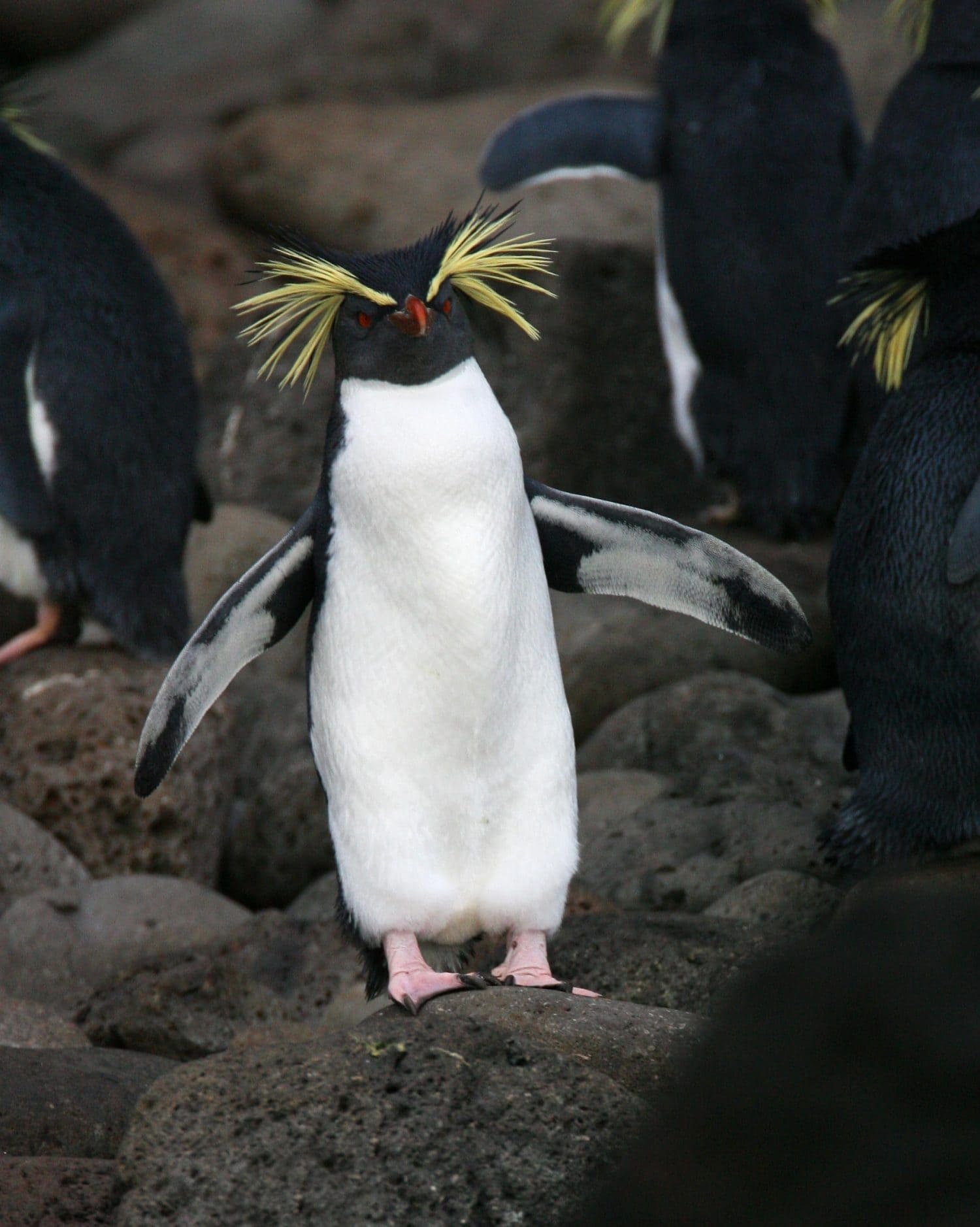Northern Rockhopper Penguin (Eudyptes moseleyi) on the beach of Gough Island.