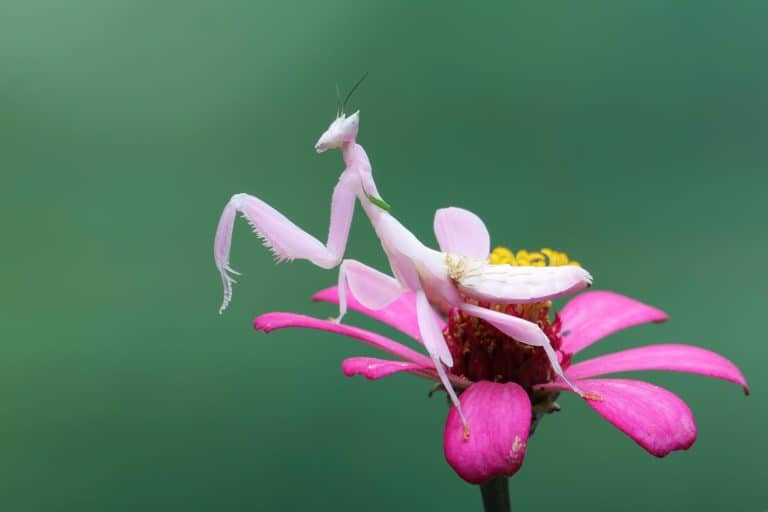 Flower Mantis or Orchid Mantis (Hymenopus coronatus) is a mantis from Southeast Asia.