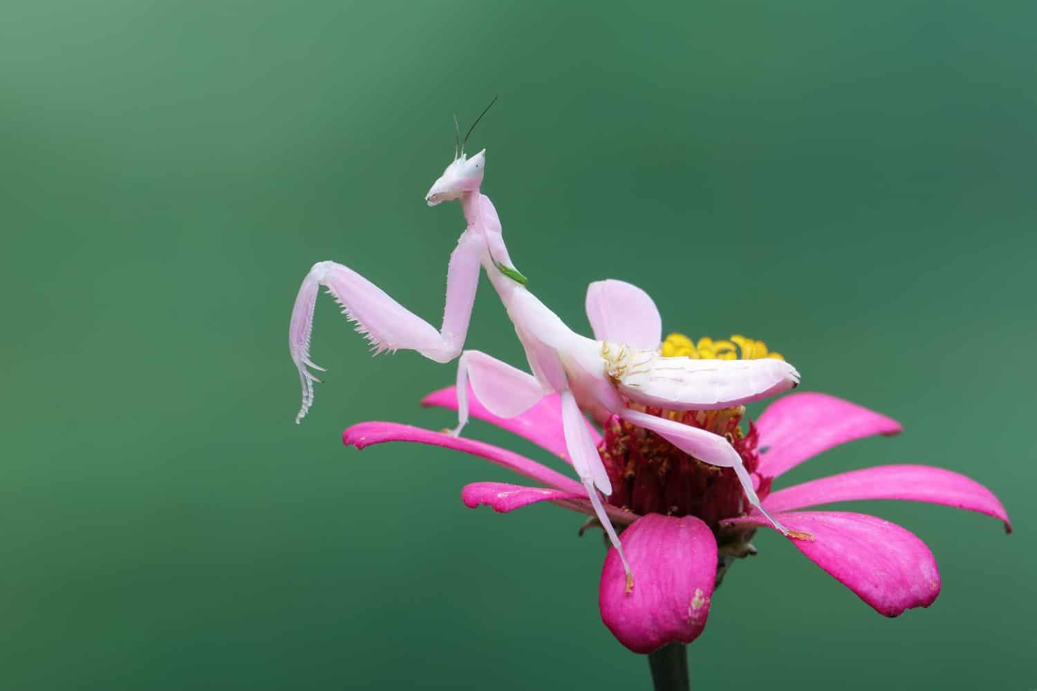 Flower Mantis or Orchid Mantis  (Hymenopus coronatus) is a mantis from Southeast Asia. 