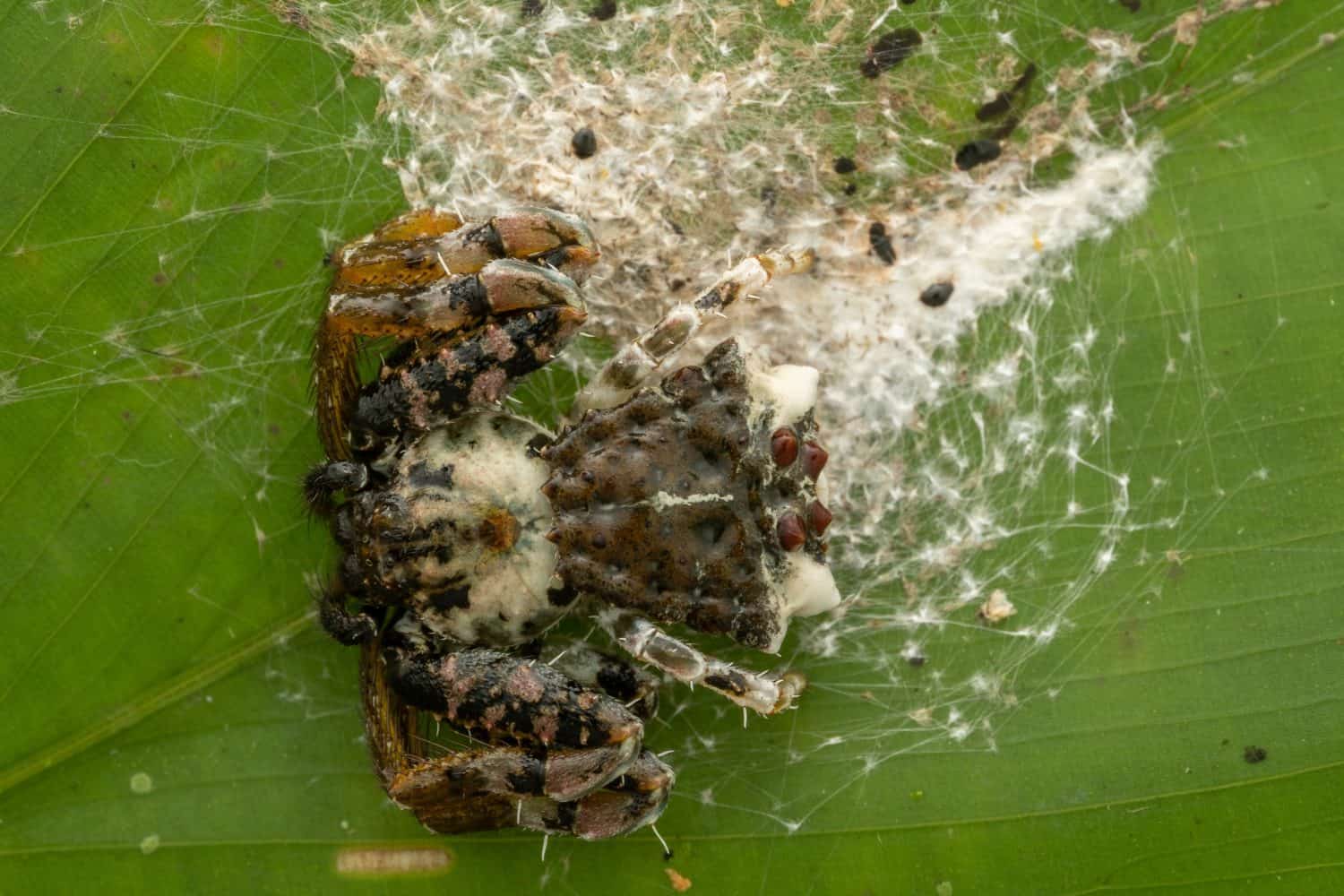 Beautiful Macro image of Bird-dung Crab Spider on green leaf