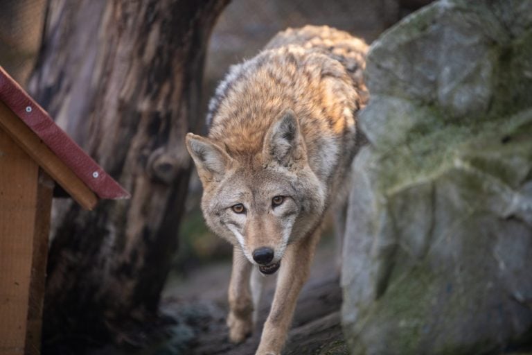 Locked eyes for a split second with this hunting Coyote runing near chicken hen house on countryside farm.