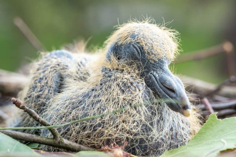 The close-up view of a fledgling Andean condor bird resting in the nest