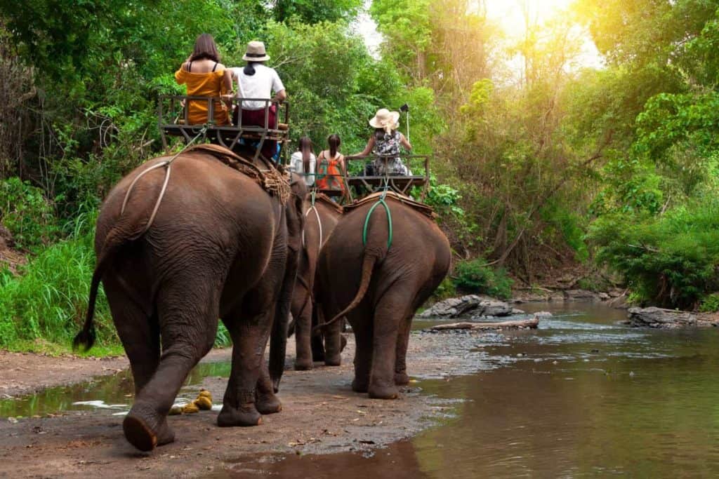 Group tourists to ride on elephant in forest chiang mai, northern Thailand
