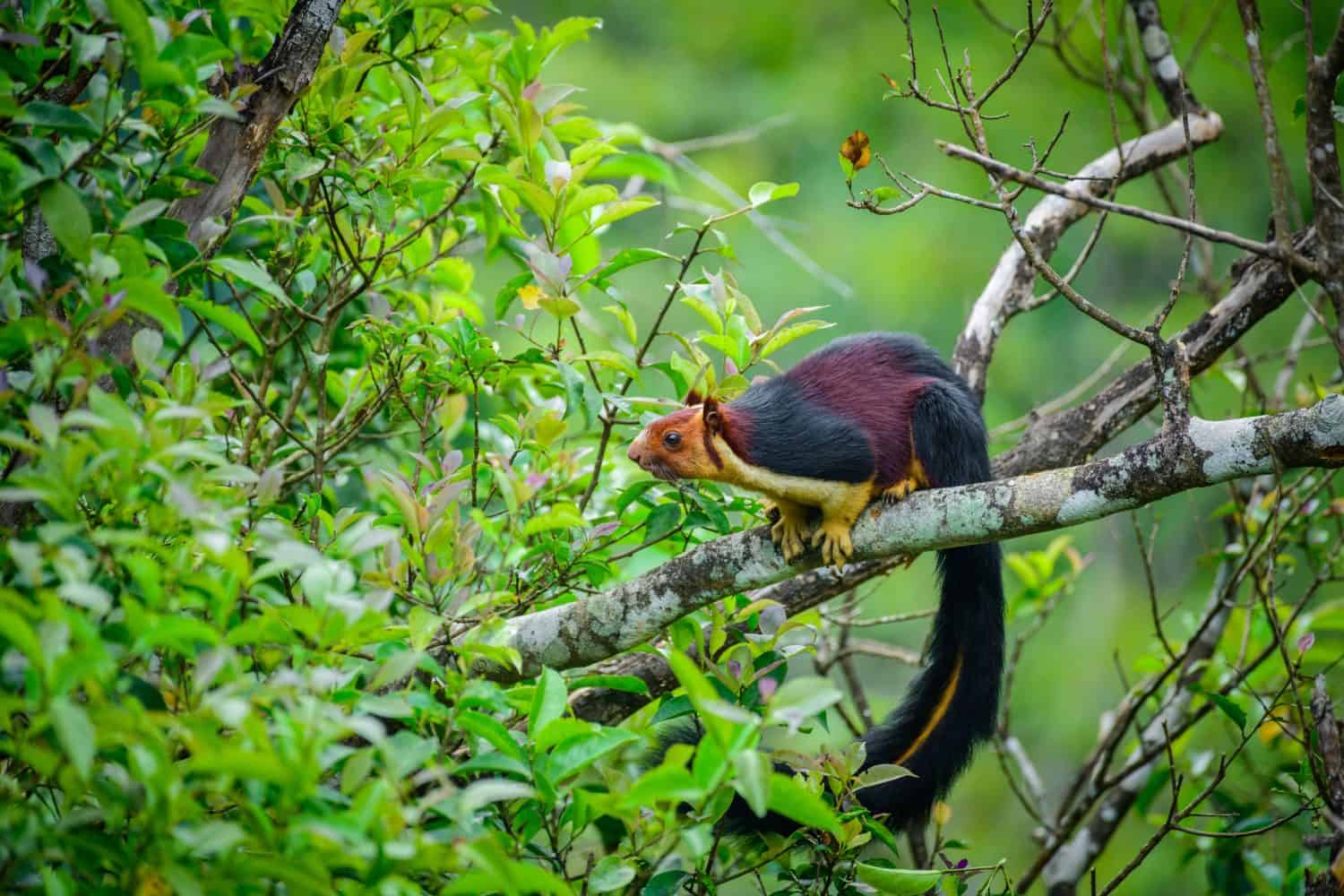 Indian giant squirrel or Malabar giant squirrel