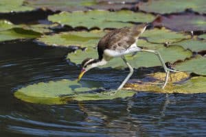 Juvenile Wattled Jacana (Jacana jacana) walking on waterlilies leaves, Manu National Park, Peruvian Amazon, Peru
