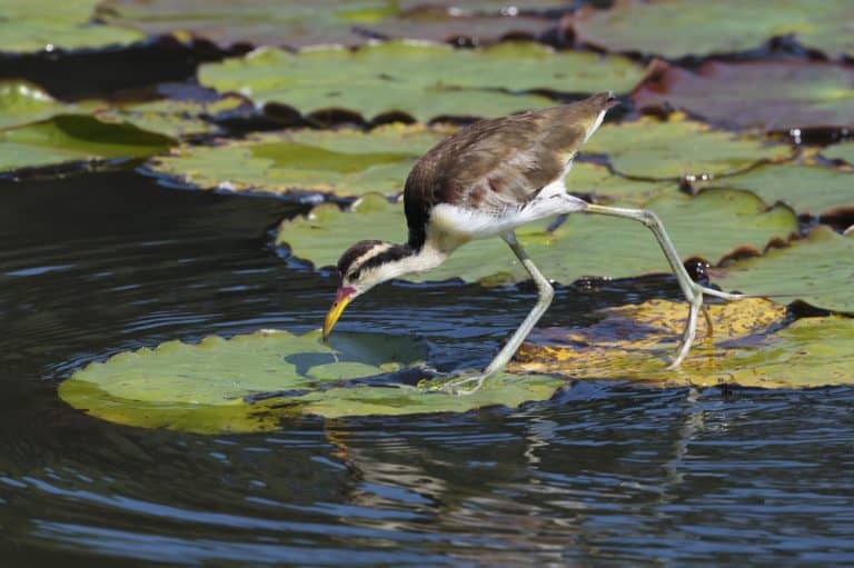 Wattled Jacana