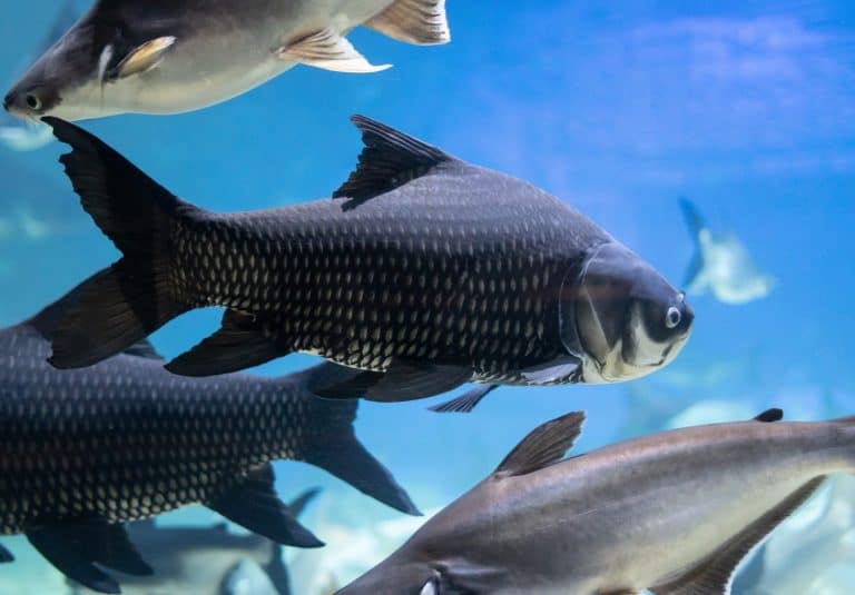 Underwater photograph close up black carp fresh water fish with clear blue water.
