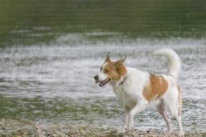 Close-up photo of an adorable Norrbottenspets dog playing by the lakeshore