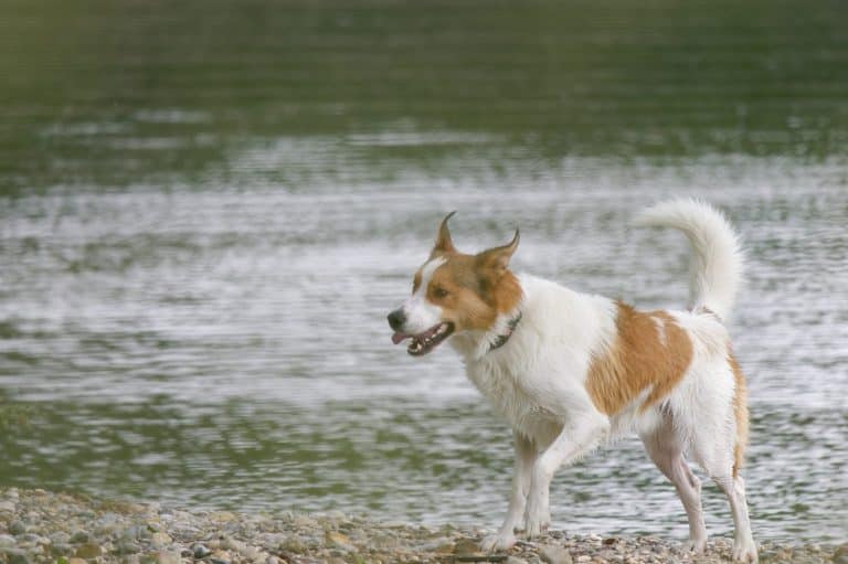 Norrbottenspets