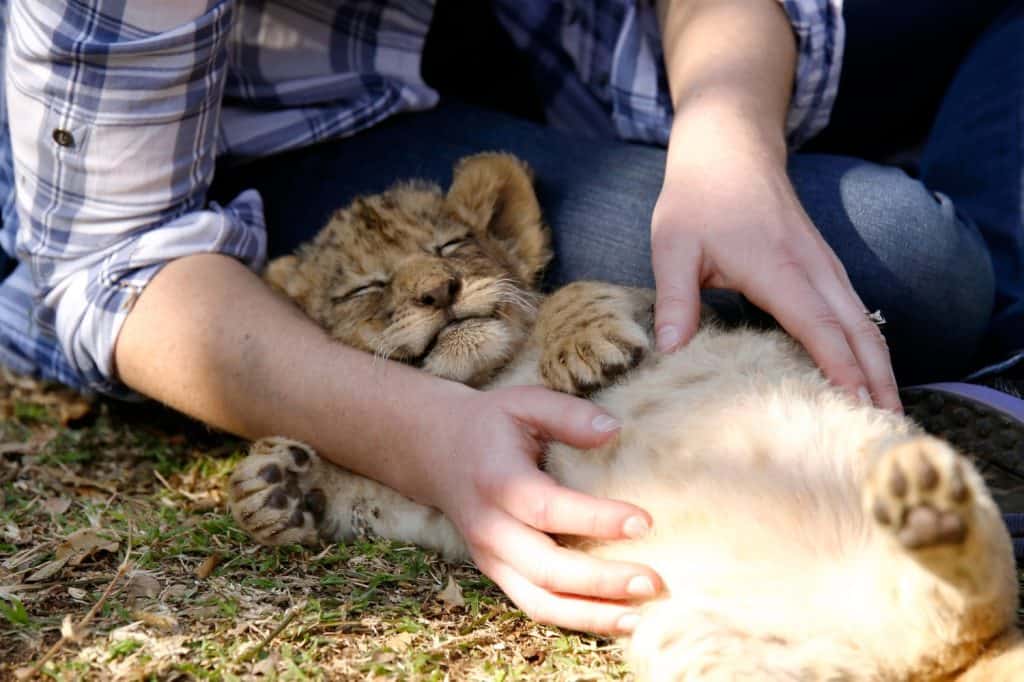 A baby bottle fed lion cub falls fast asleep in a lady's arms. Comfortable, safe and relaxed, this African mammal and human interaction is an unforgettable one!