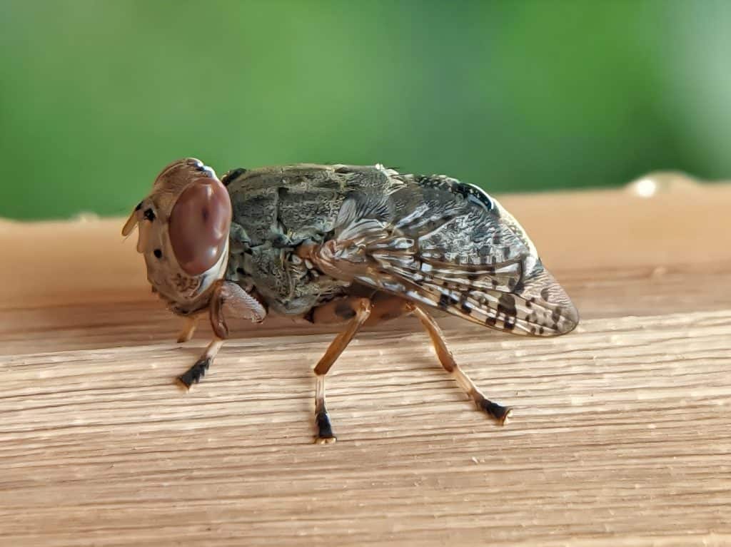 What Happens When a Botfly Infests a Horse’s Nose - A-Z Animals