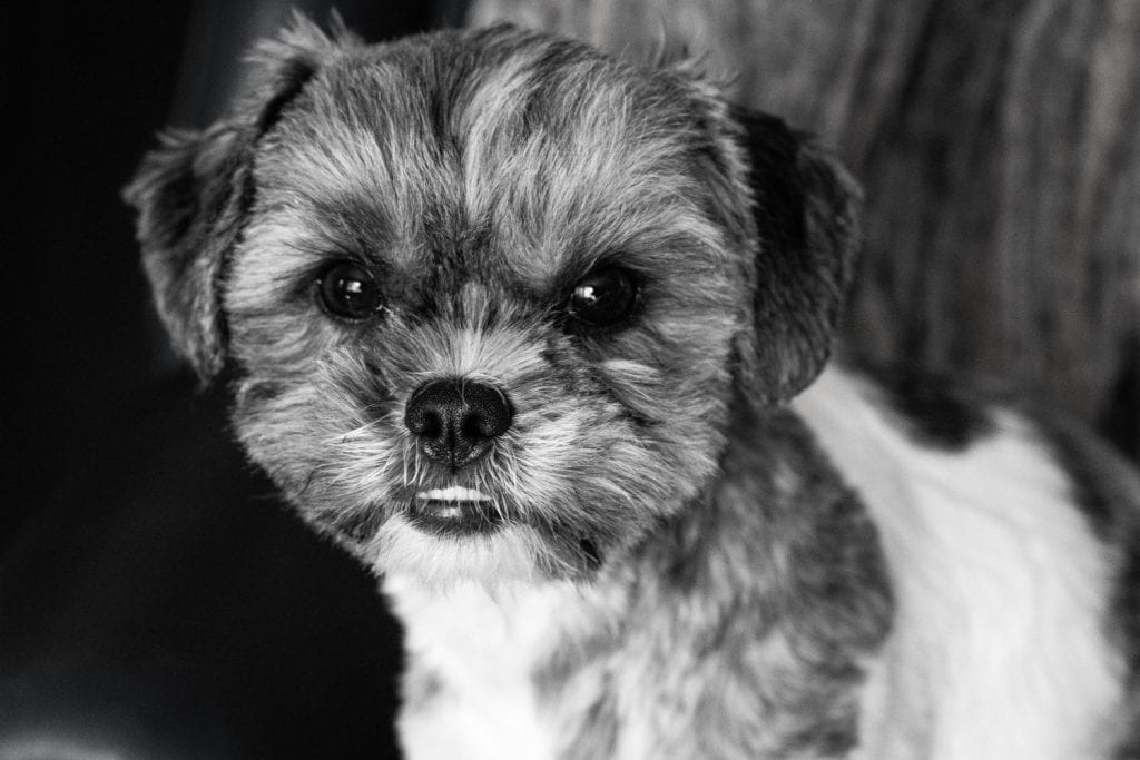 Close up of dog's head. Adorable underbite. Looking at camera. Pet portrait. Adorable underbite. Shih Tzu Bichon Frise mix. Black and white processing. Shichon. Zuchon. Teddy bear dog.