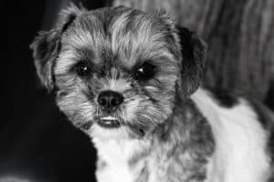Close up of dog's head. Adorable underbite. Looking at camera. Pet portrait. Adorable underbite. Shih Tzu Bichon Frise mix. Black and white processing. Shichon. Zuchon. Teddy bear dog.