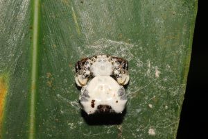 Bird-dropping spider (Phrynarachne decipiens, Thomisidae) is a species of crab spider. It mimics a bird dropping in its appearance and the way it behaves.
