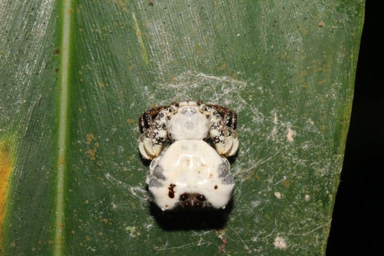 Bird-dropping spider (Phrynarachne decipiens, Thomisidae) is a species of crab spider. It mimics a bird dropping in its appearance and the way it behaves.