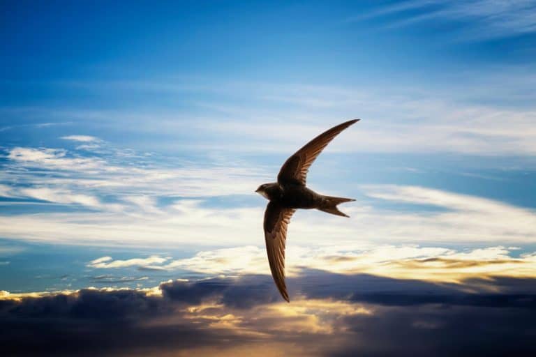 Swift bird in flight with a colorful sky in background. Black swallow. Image with copy space.
