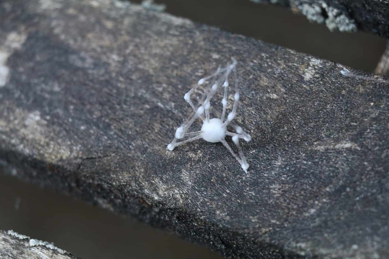 dead zombie spider covered with white fungus on a weathered wooden background