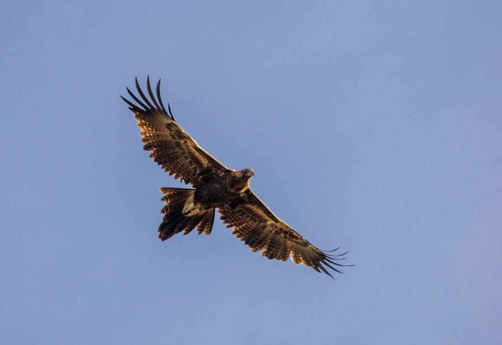 A very large dark eagle with massive beak found throughout Australia known as the Wedge-tailed Eagle (Aquila audax)