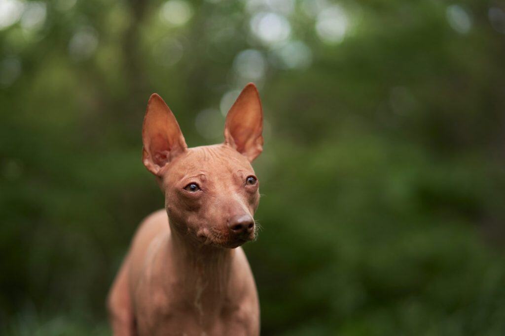 portrait of Hairless dog in the green forest. American Hairless Terrier outdoor, in nature.
