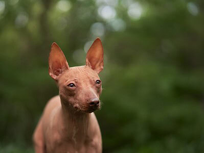 A American Hairless Terrier