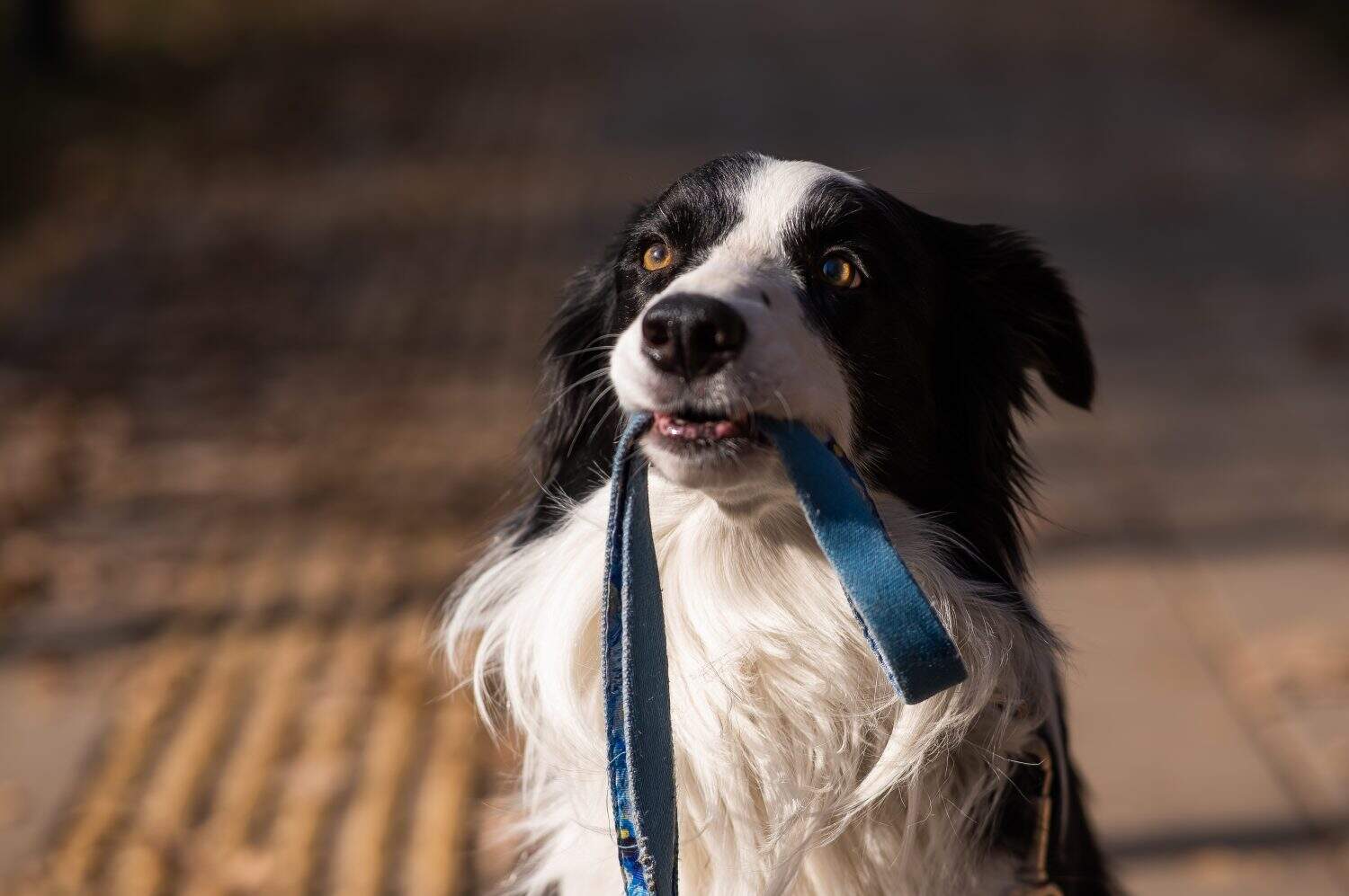 Border collie holding a leash in his mouth on a walk in the autumn park.