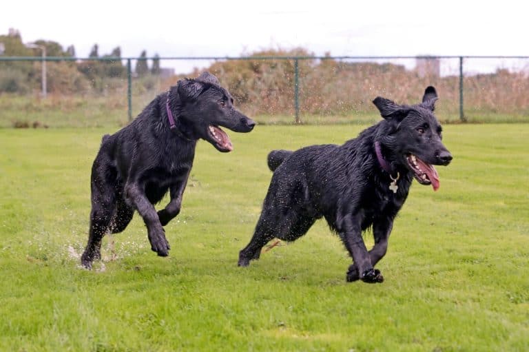 Two Shepradors running through the rain.