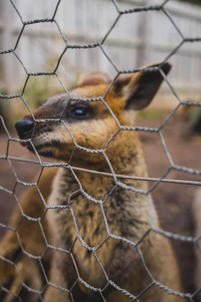 nature australia animals cute wildlife KANGAROO LOCKED UP WALLABIE SAD SAD