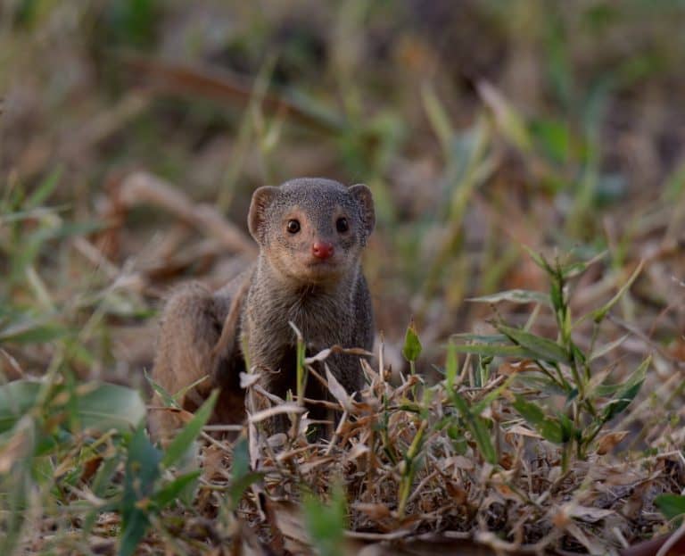 Small India Mongoose (Urva auropunctata) A common Mongoose found in Pakistan and other countries.They can be somewhat fearless of humans.