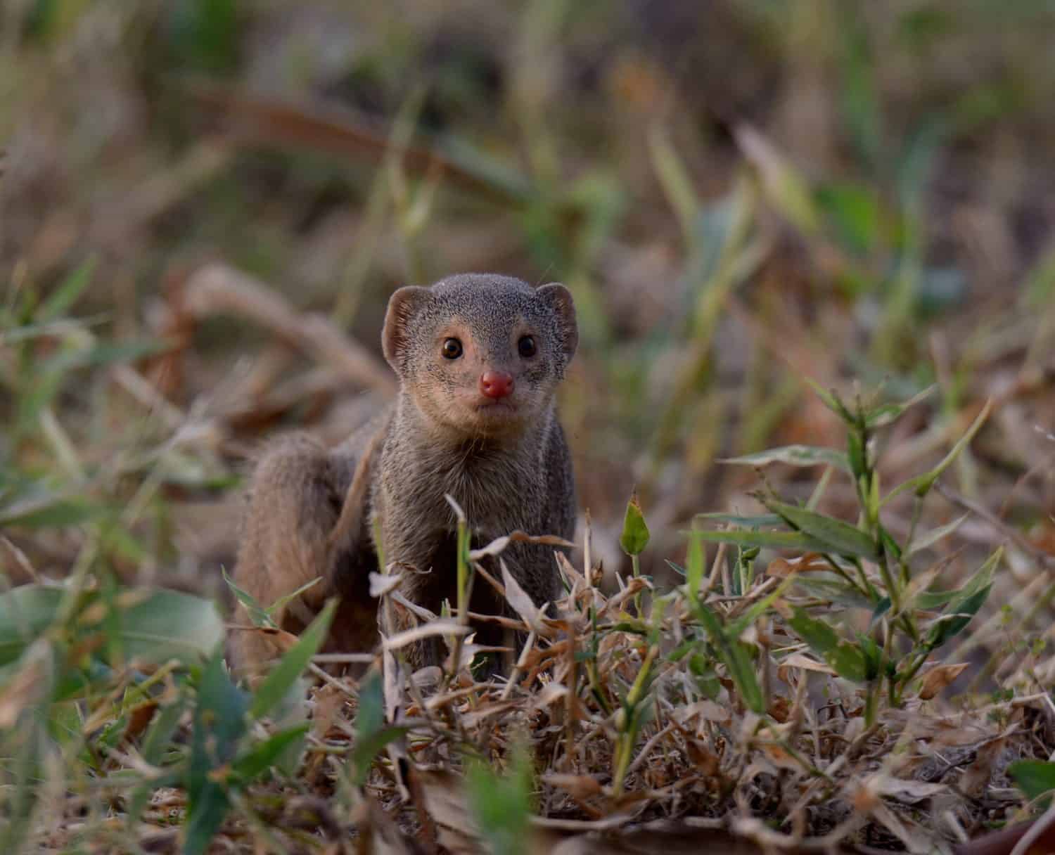 Small India Mongoose (Urva auropunctata) A common Mongoose found in Pakistan and other countries.They can be somewhat fearless of humans.