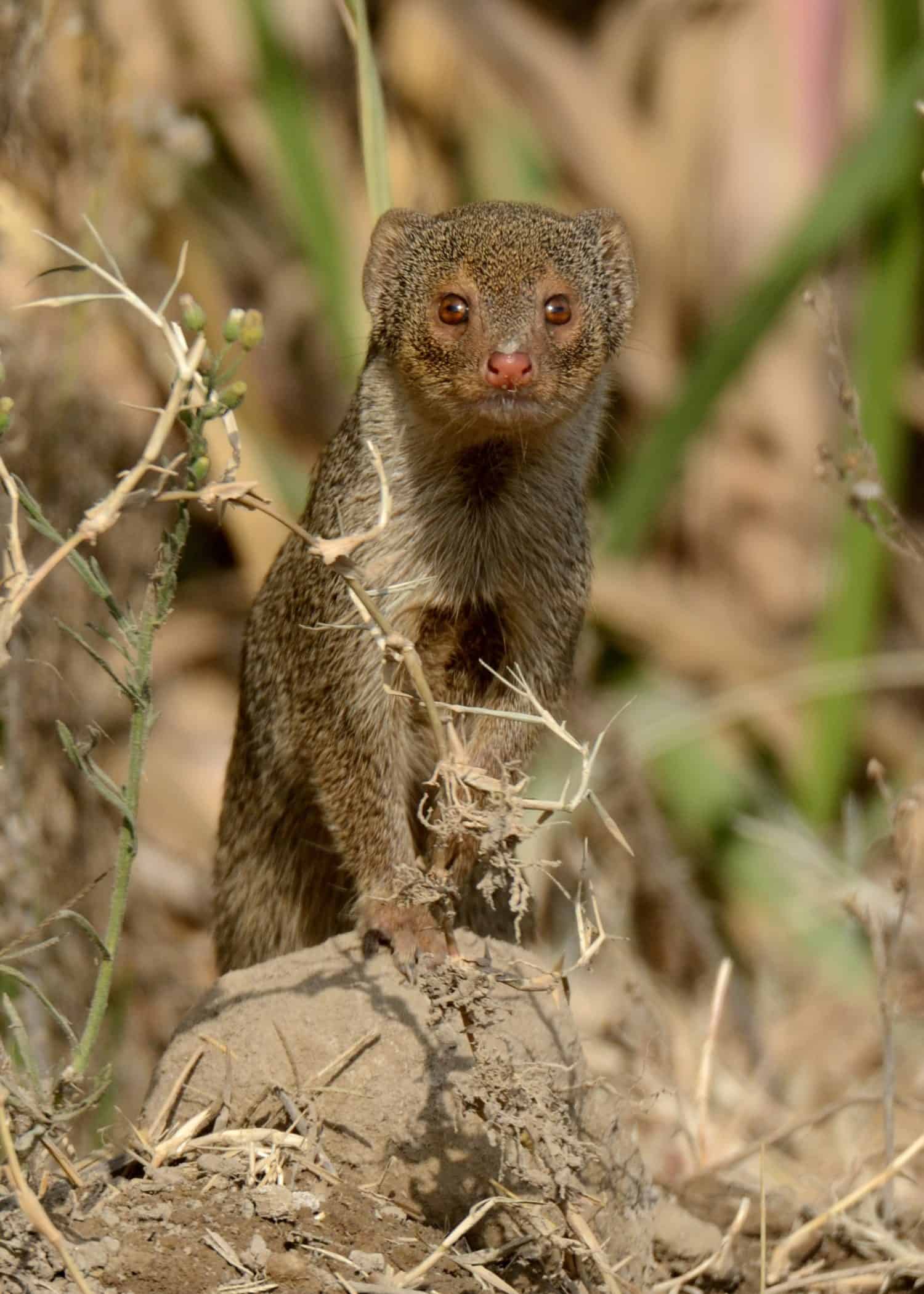 Small India Mongoose (Urva auropunctata)A common Mongoose found in Pakistan and other countries.They can be somewhat fearless of humans.