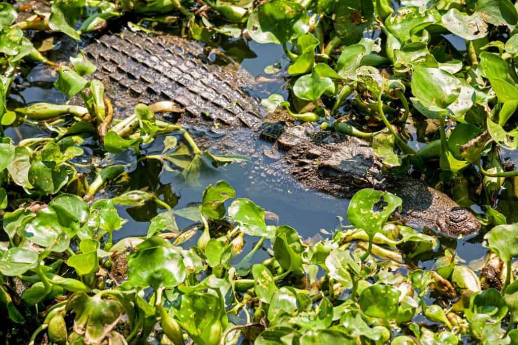 The Siamese crocodile (Crocodylus siamensis) is a freshwater crocodile native to Indonesia (Borneo and possibly Java), Brunei, East Malaysia, Laos, Cambodia, Burma, Thailand, and Vietnam.